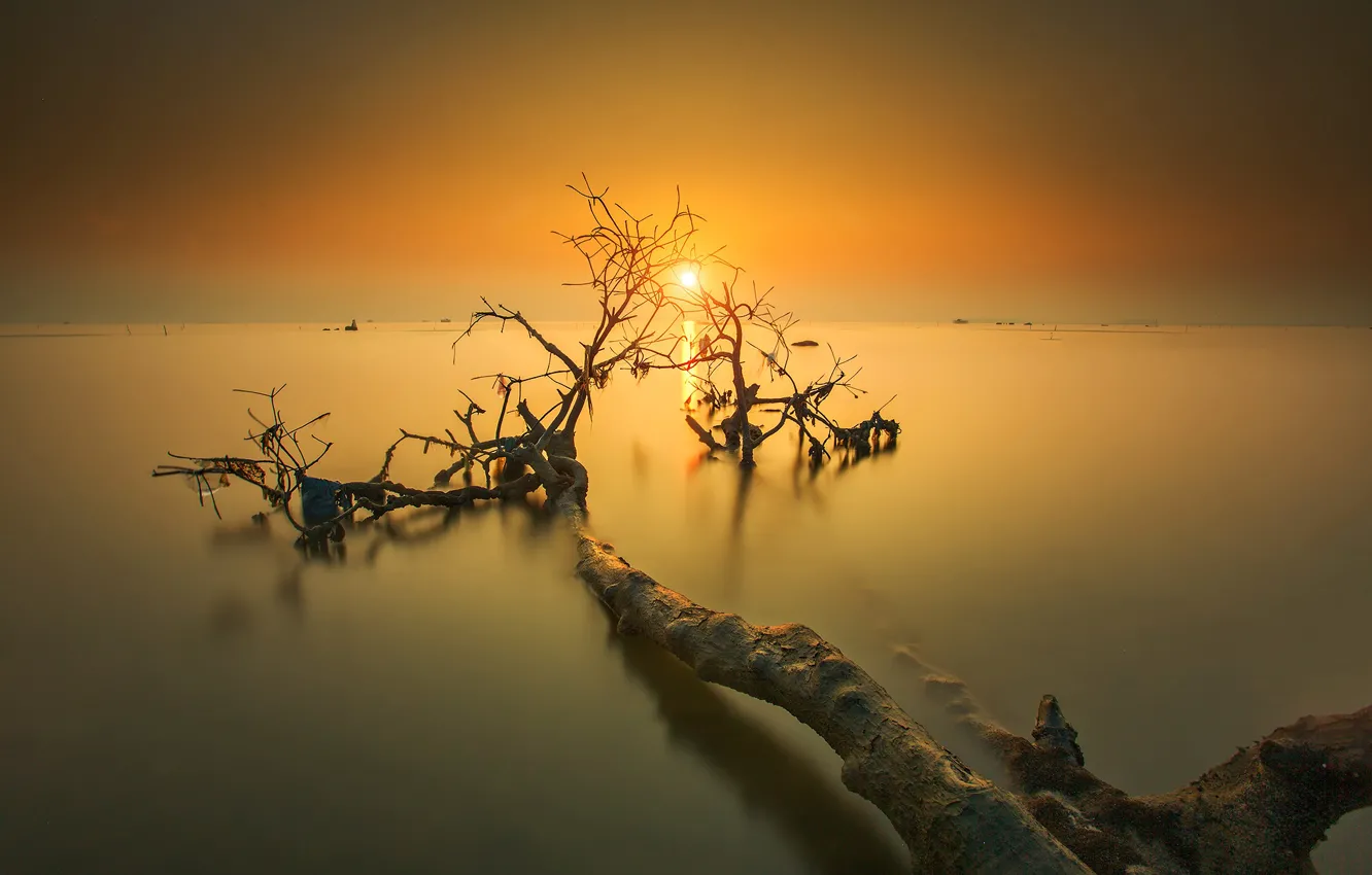 Photo wallpaper trees, sunset, the evening, horizon