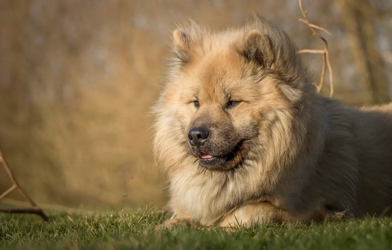 Photo wallpaper dog, dog, The eurasier