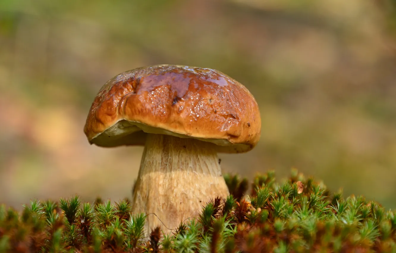 Photo wallpaper mushroom, moss, Borovik