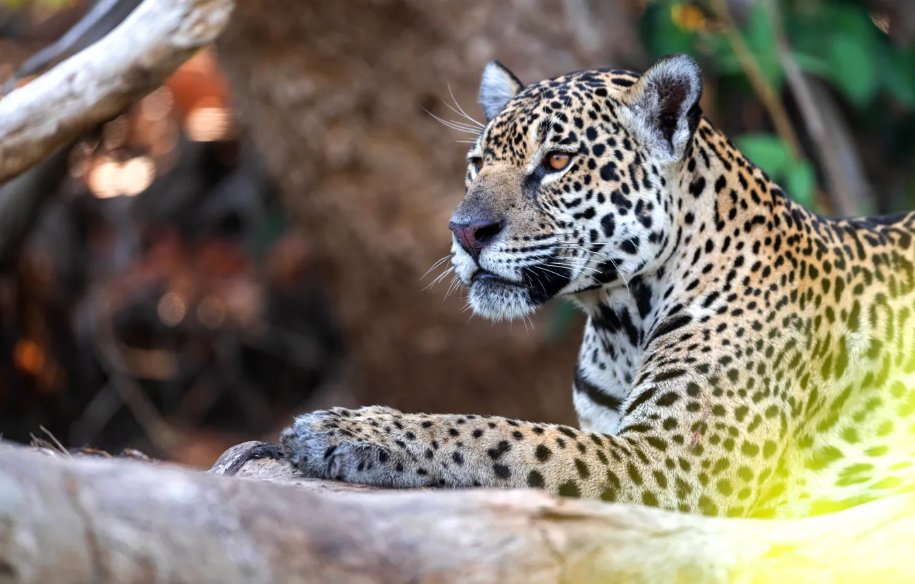 Photo wallpaper face, trees, branches, portrait, lies, Jaguar, log, bokeh