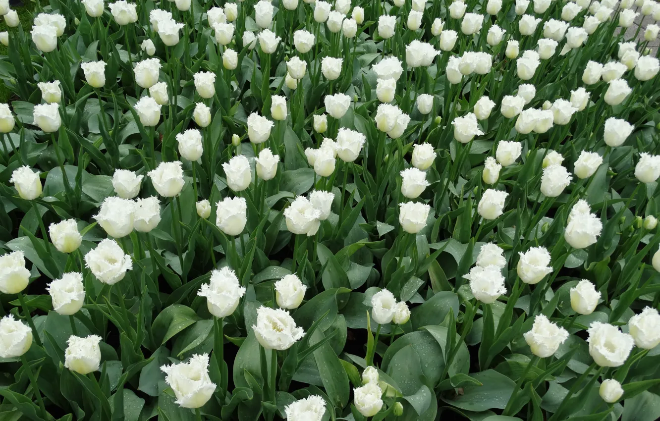 Photo wallpaper flowers, tulips, white, flowerbed