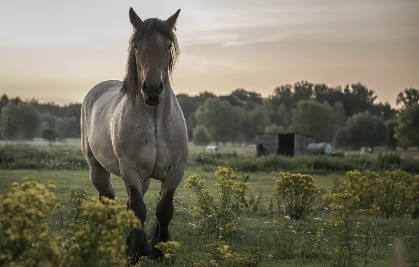 Photo wallpaper nature, background, horse