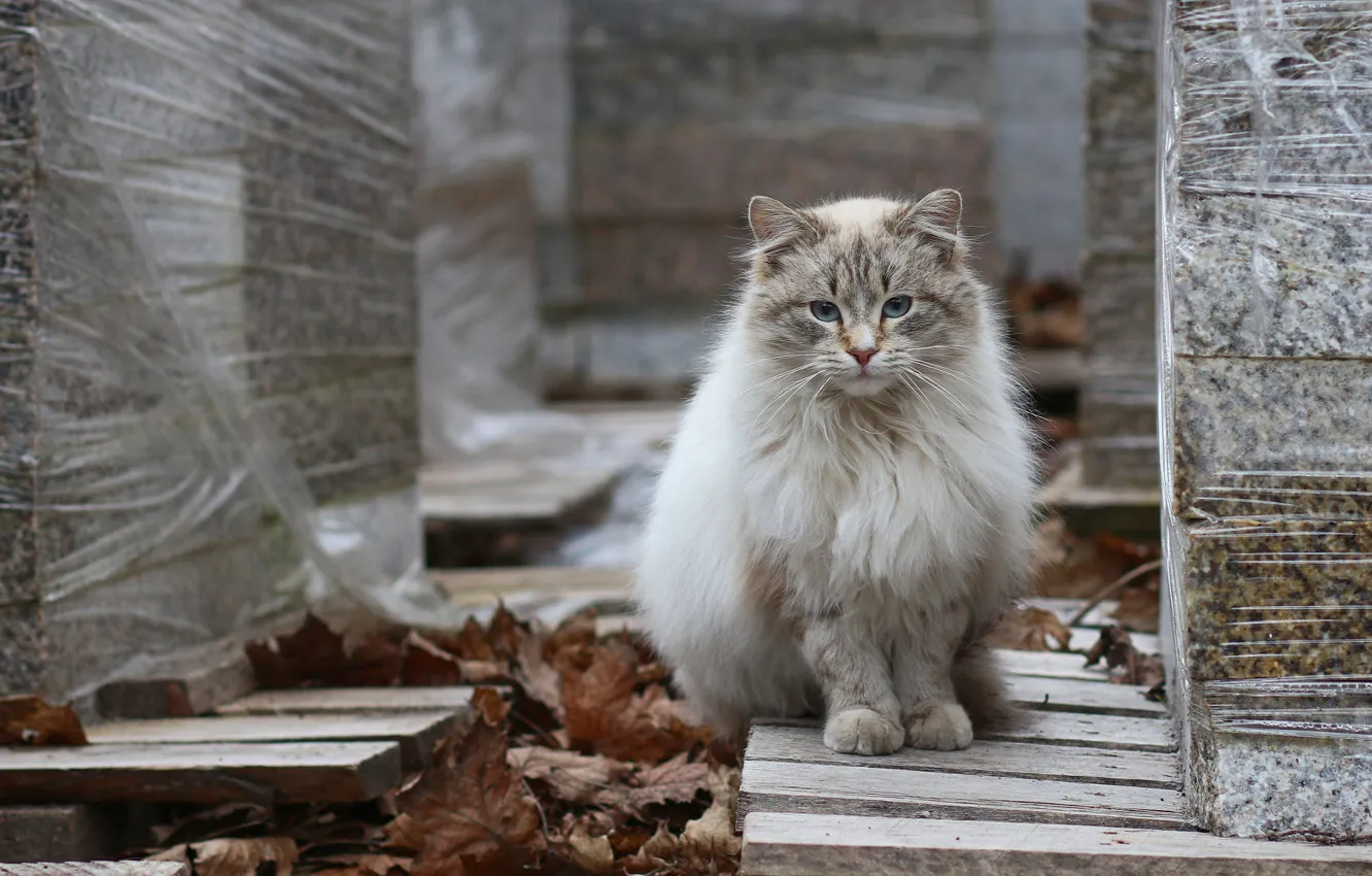 Photo wallpaper autumn, cat, cat, Board, brick, kitty, sitting, striped