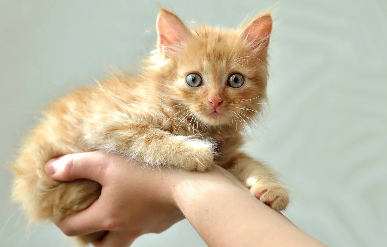 Photo wallpaper hands, red, kitty