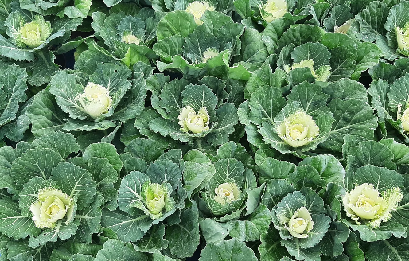 Photo wallpaper Flowers, decorative, green