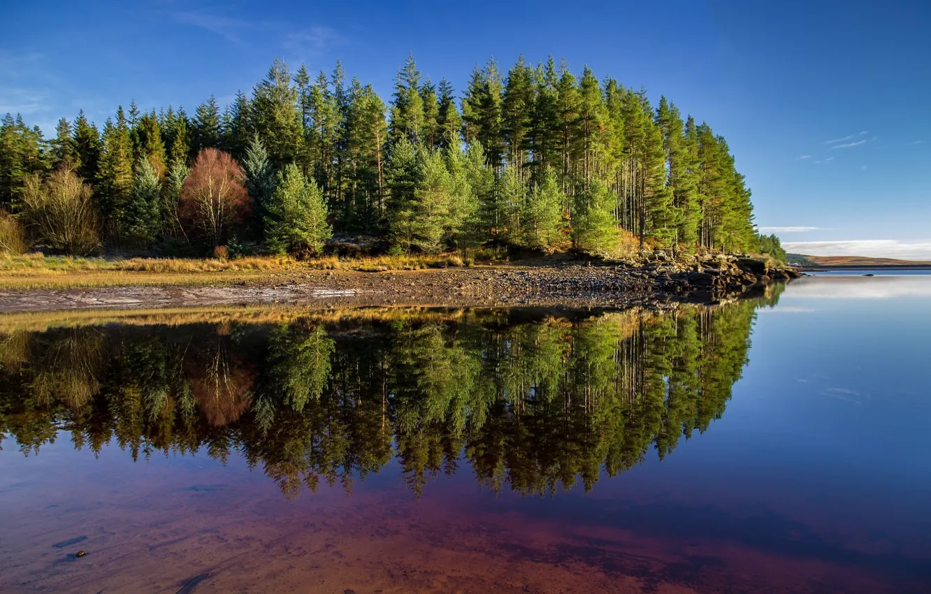 Photo wallpaper Reflection, Lake, Trees, Forest