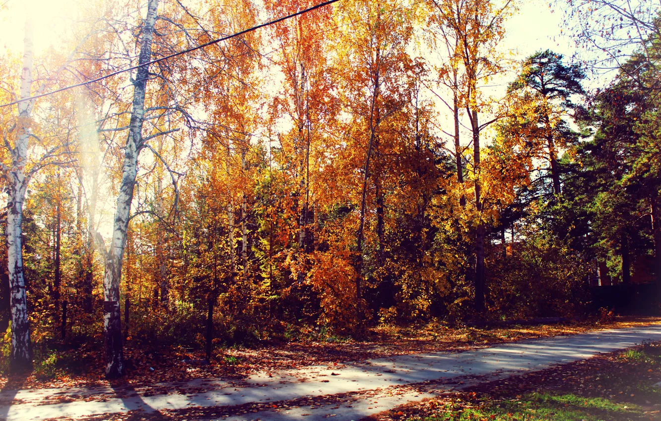Photo wallpaper road, autumn, forest, foliage