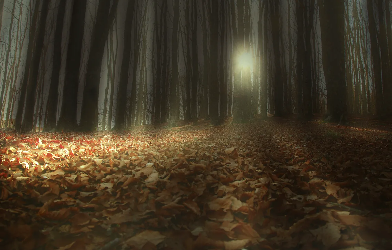 Photo wallpaper autumn, forest, the sun, rays, light, trees, branches, foliage