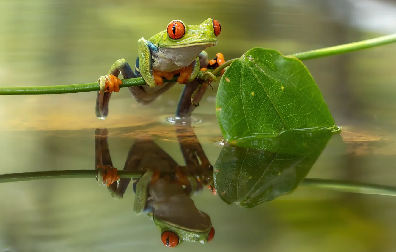 Photo wallpaper reflection, frog, pond, red-eyed tree frog