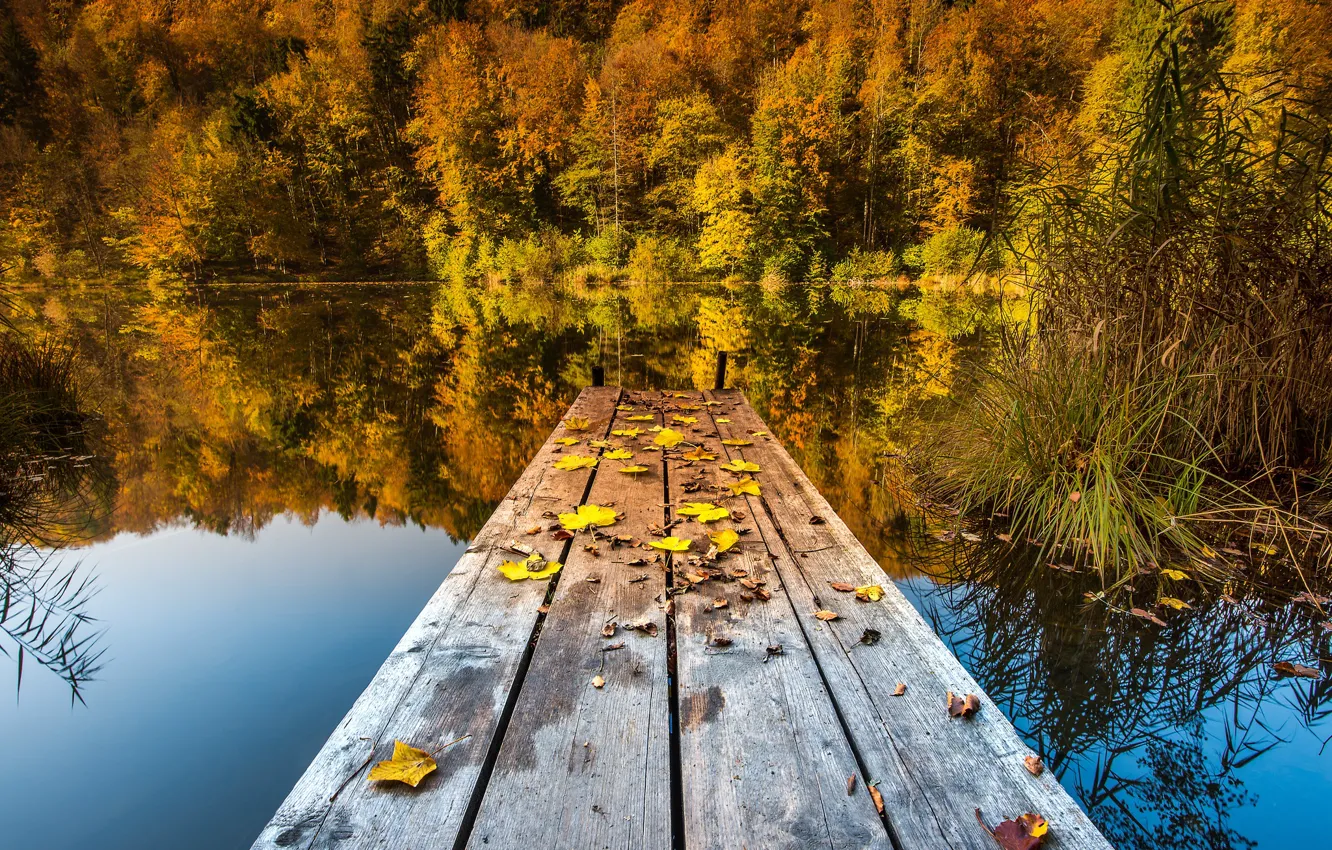 Photo wallpaper autumn, forest, grass, leaves, landscape, nature, lake, pond
