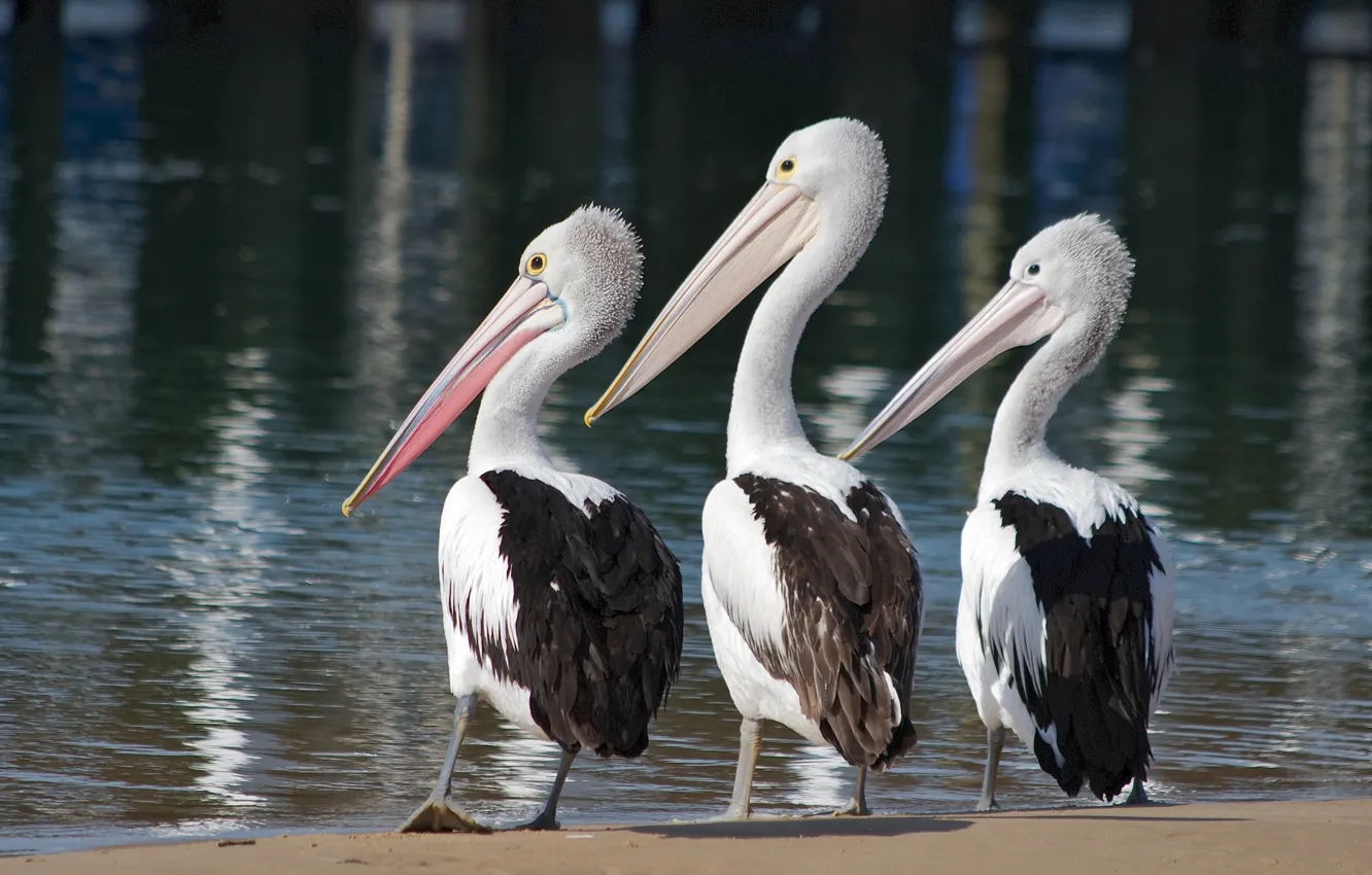 Photo wallpaper water, birds, trio, Trinity, pelicans