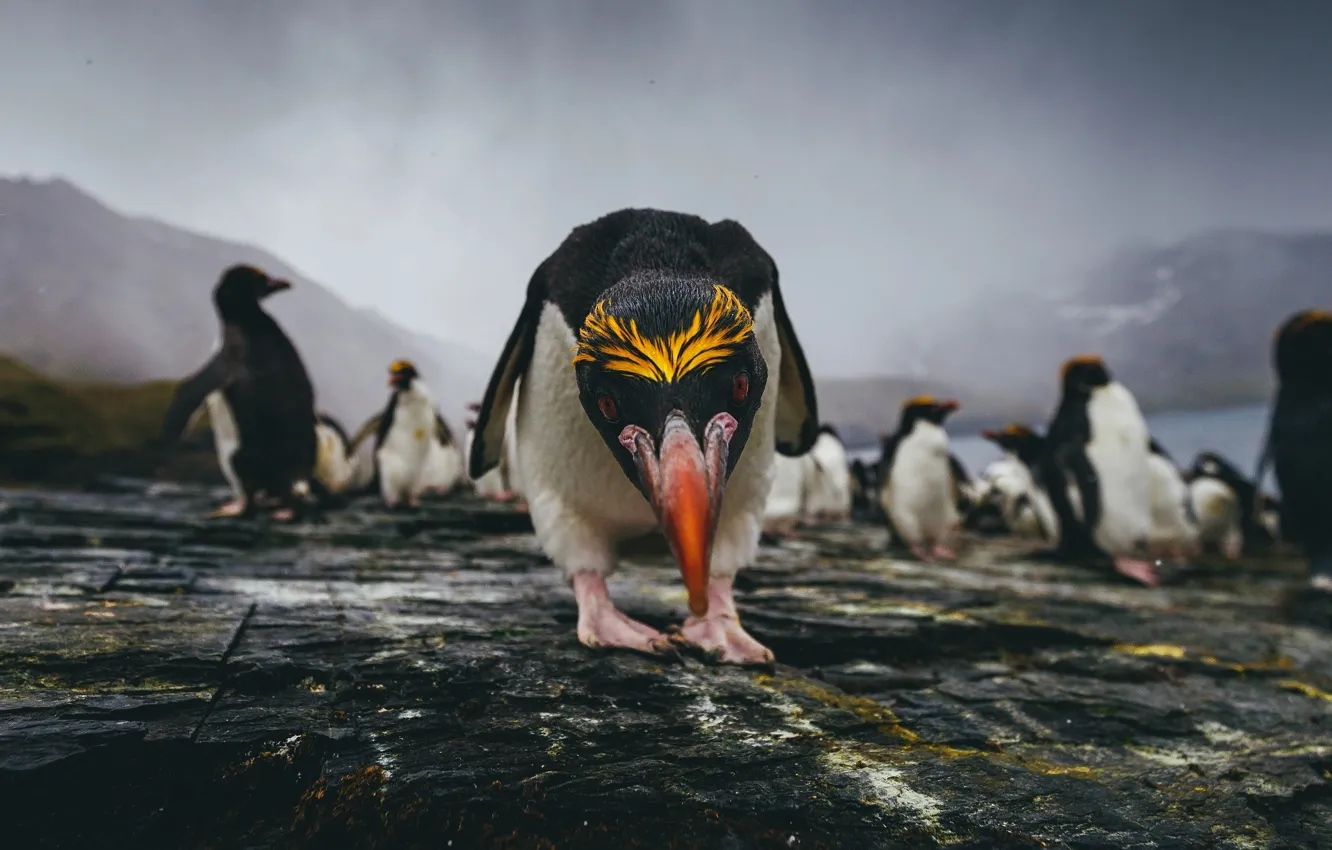 Photo wallpaper rocks, penguins, looks