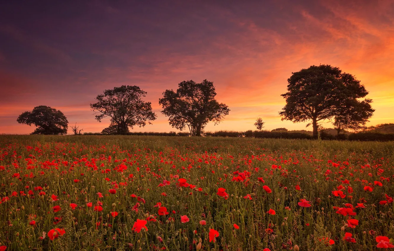 Photo wallpaper field, trees, flowers, Maki