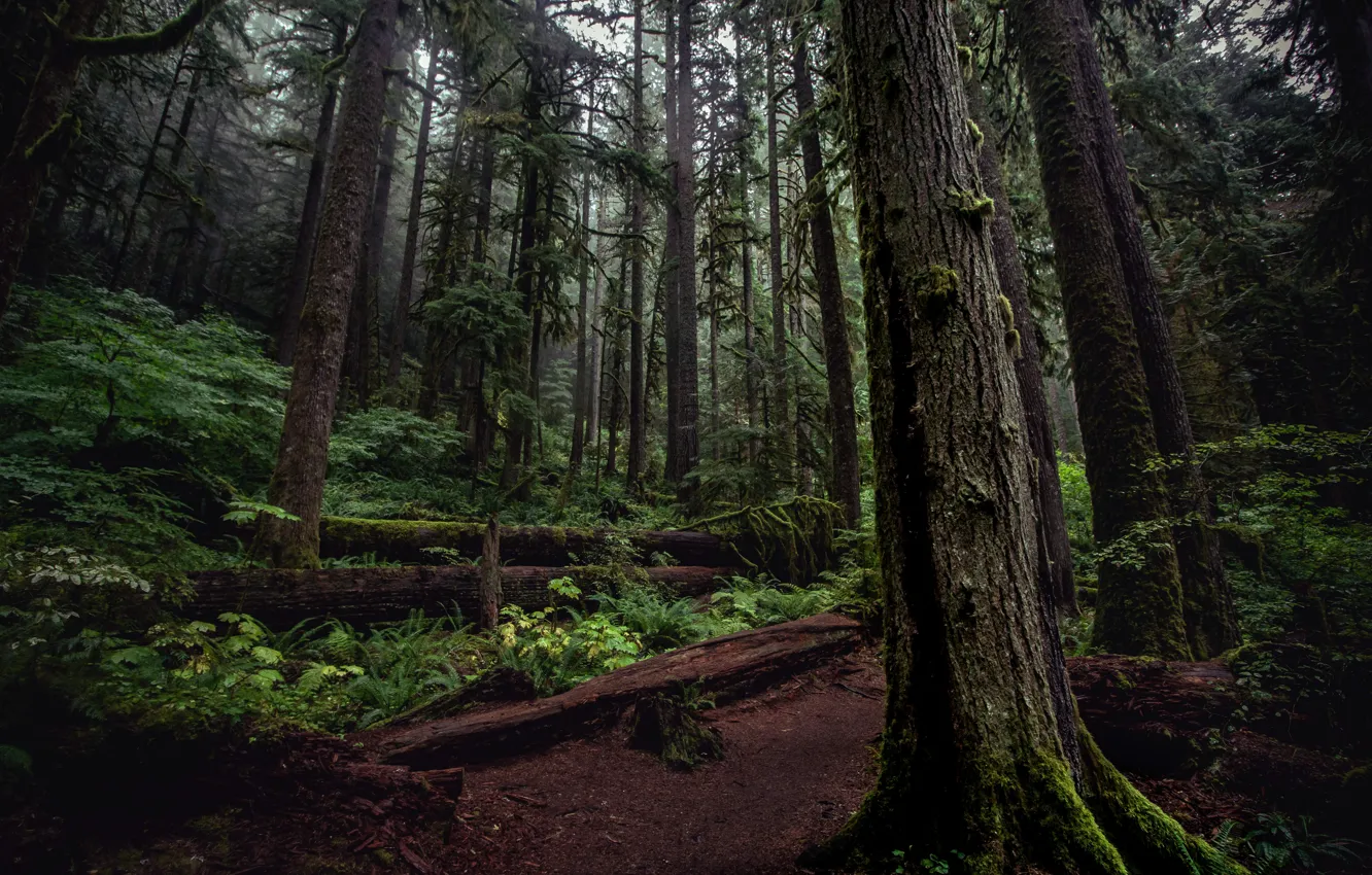Photo wallpaper forest, trees, nature, USA, Oregon, Mount Hood National Forest