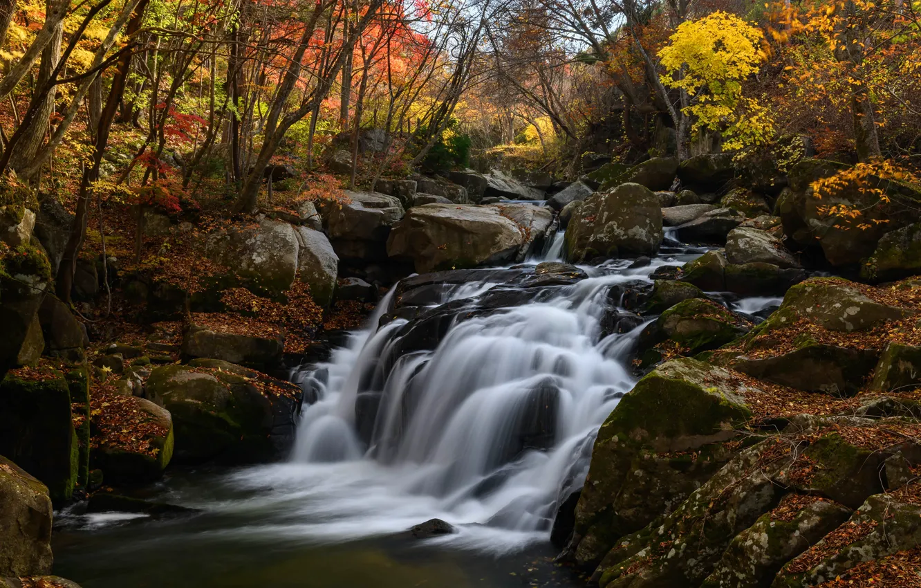 Photo wallpaper autumn, forest, branches, nature, stones, waterfall