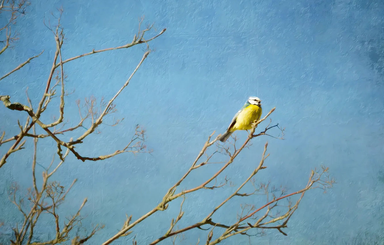 Photo wallpaper branches, tree, bird, treatment, spring, painting, yellow, blue background