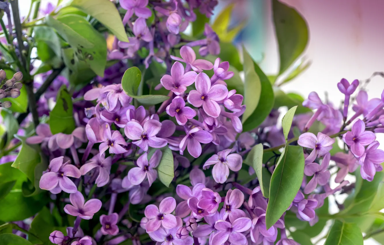 Photo wallpaper leaves, branches, spring, flowering, lilac, bokeh