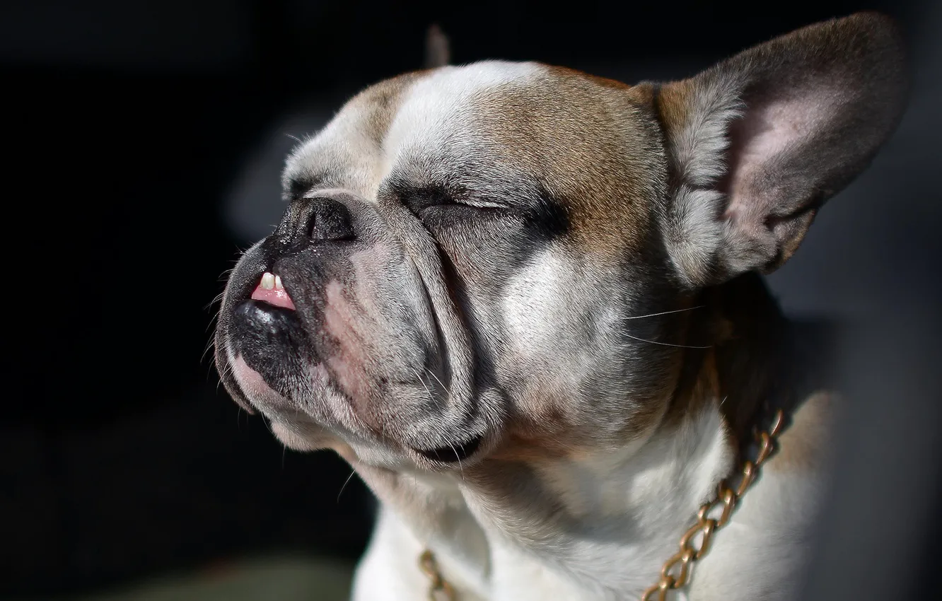 Photo wallpaper face, background, portrait, dog, chain, bulldog