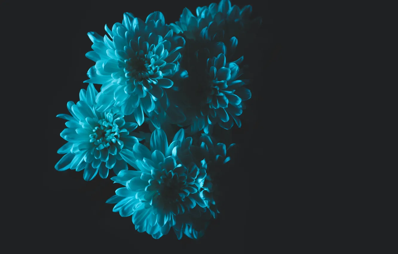 Photo wallpaper flowers, black background, turquoise