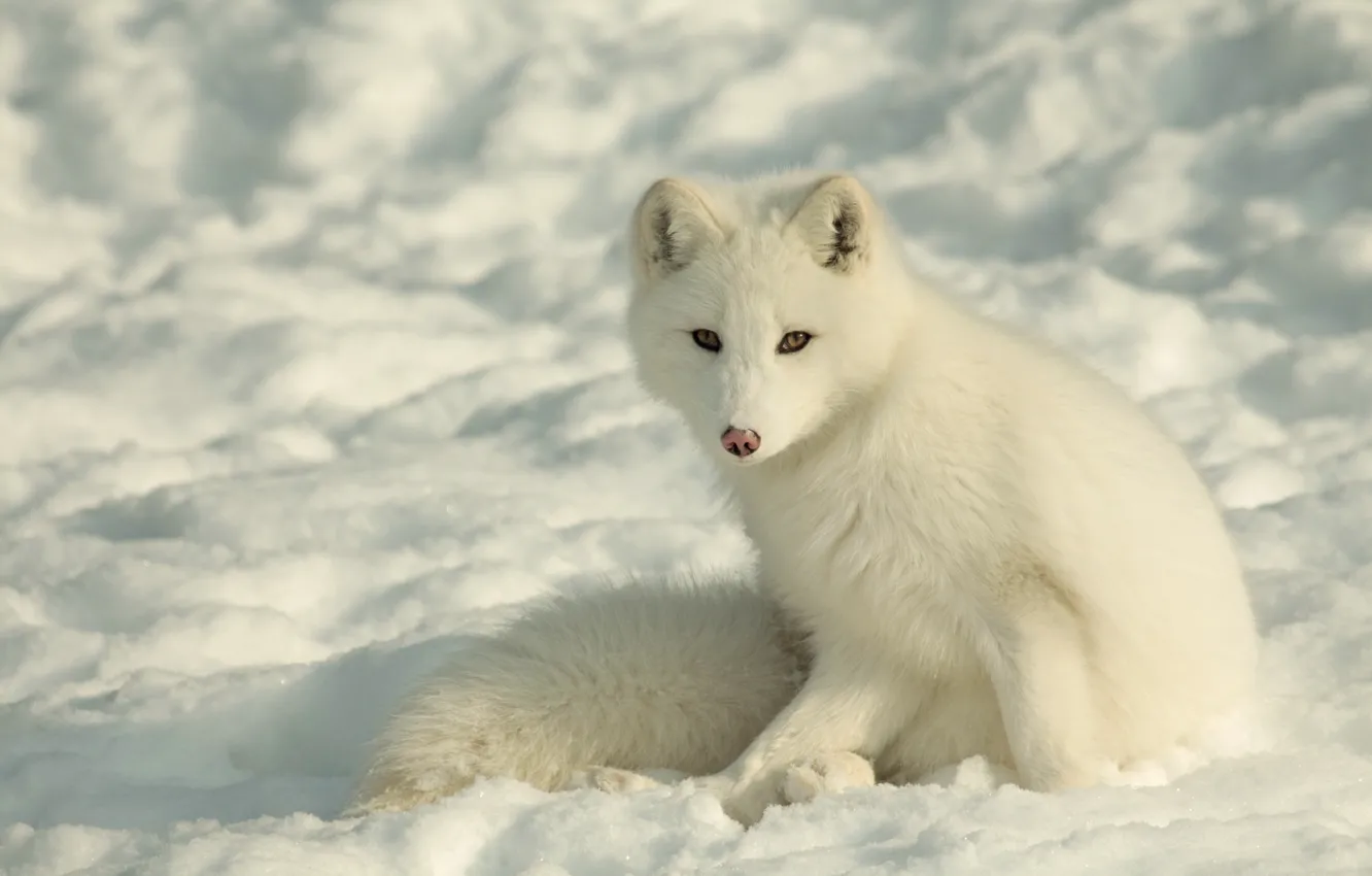 Photo wallpaper winter, face, snow, Fox, polar Fox