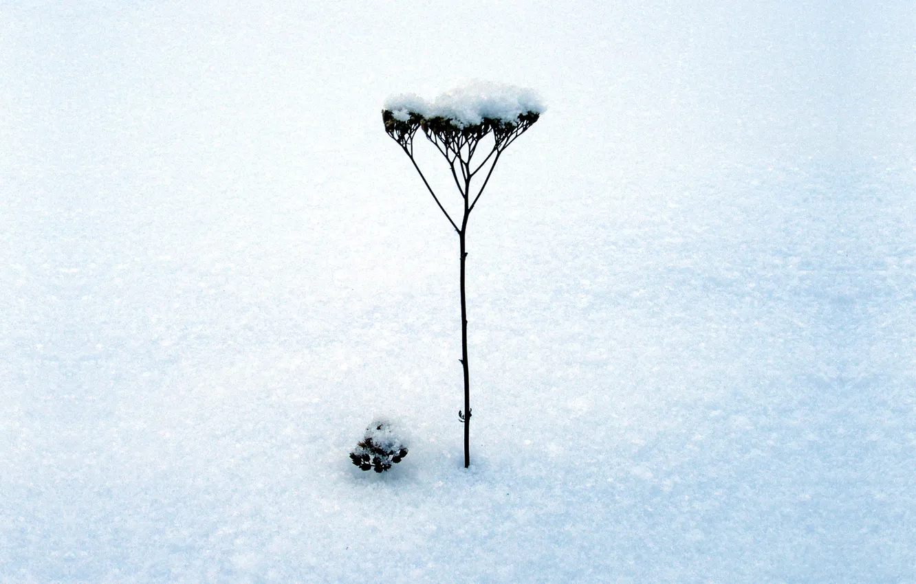 Photo wallpaper winter, snow, minimalism, stem
