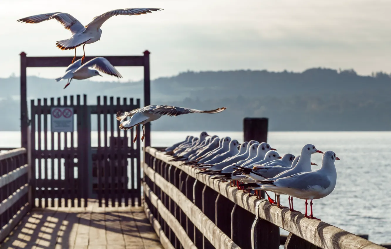 Photo wallpaper seagulls, Germany, pier, Bayern, Bavaria, Ammersee