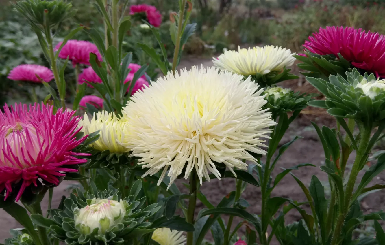 Photo wallpaper flowerbed, different, asters
