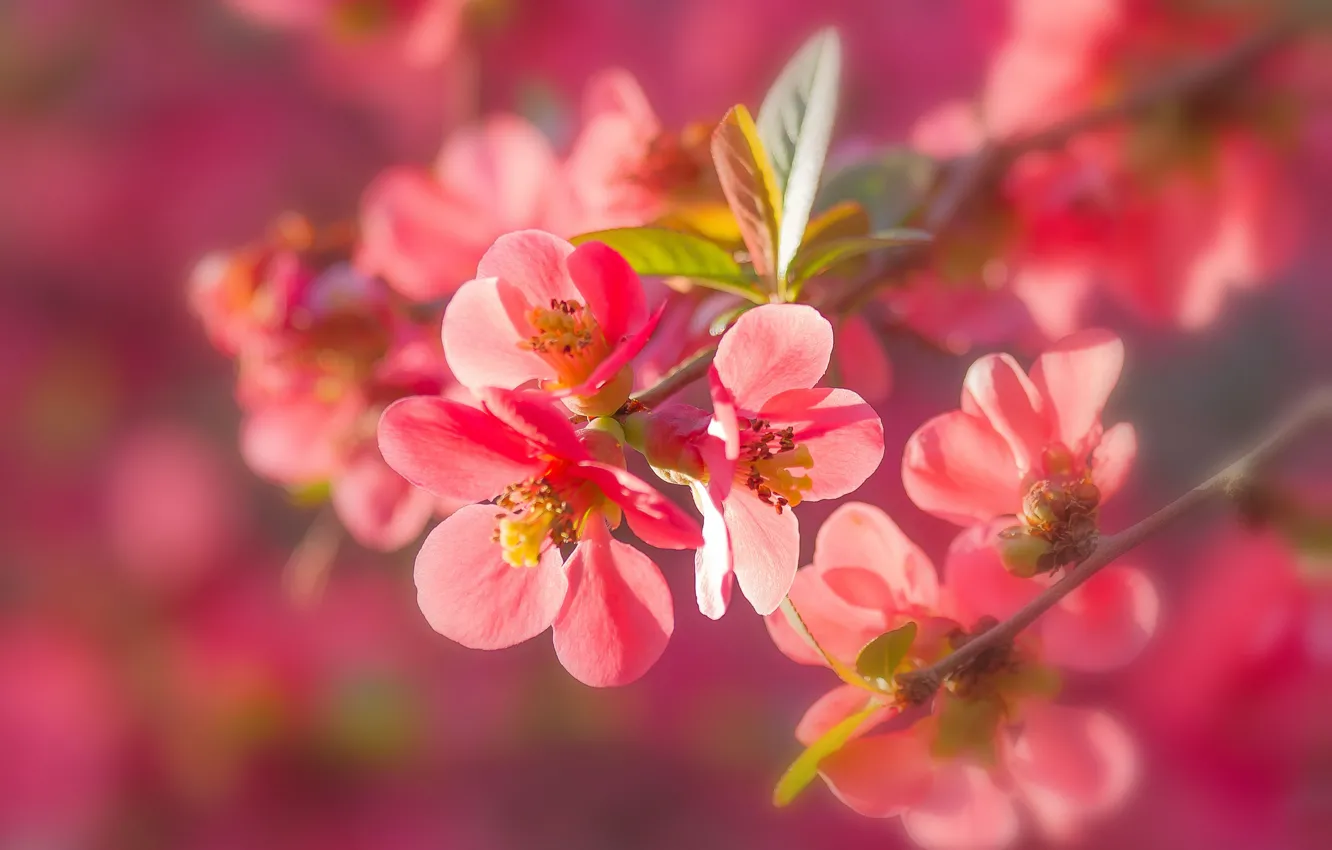 Photo wallpaper macro, branches, nature, flowering, flowers, quince