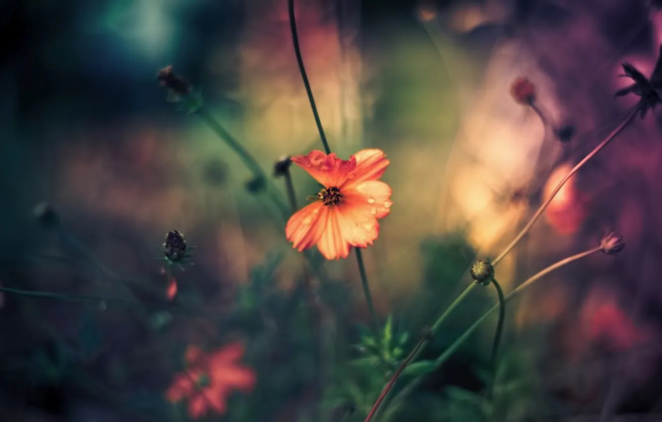 Photo wallpaper flowers, red, Rosa