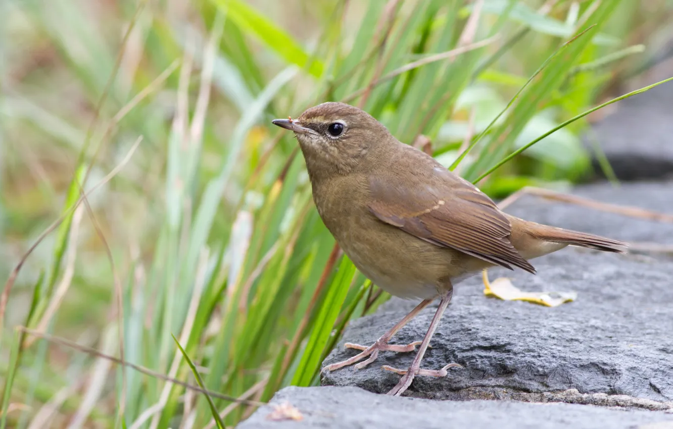 Photo wallpaper grass, stones, bird, brown