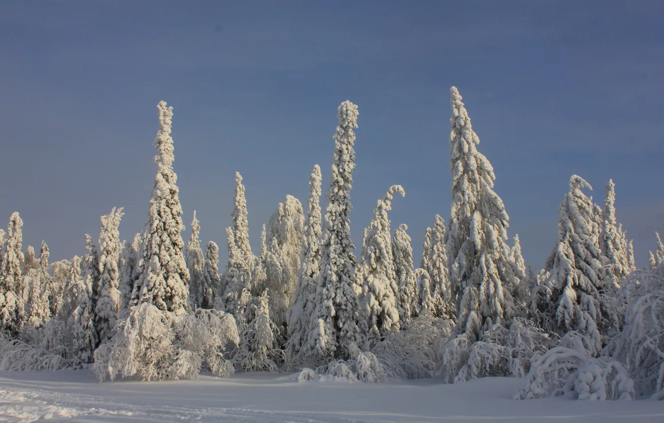 Photo wallpaper winter, forest, snow, trees, spruce, coniferous