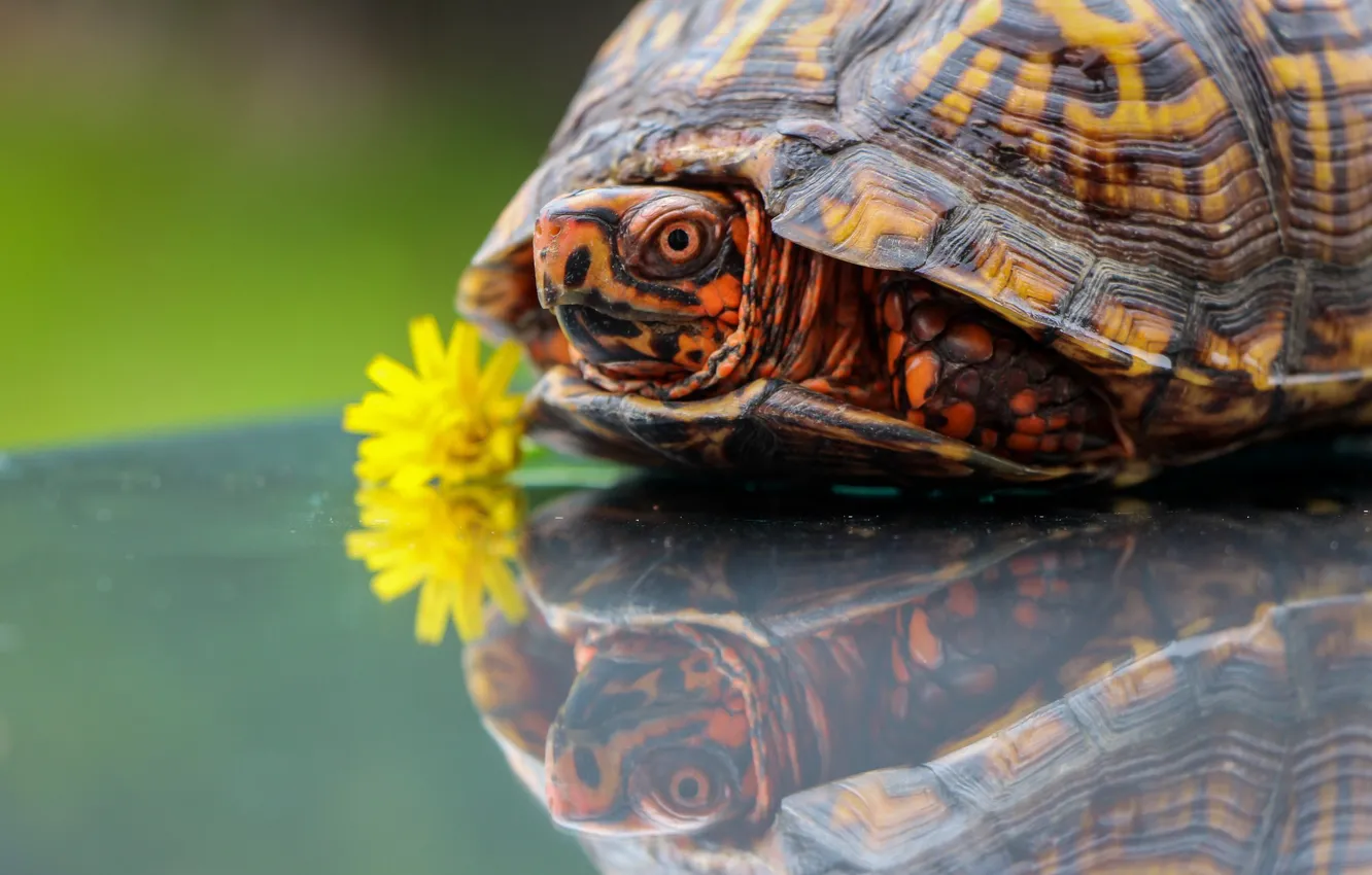 Photo wallpaper flowers, reflection, dandelion, turtle