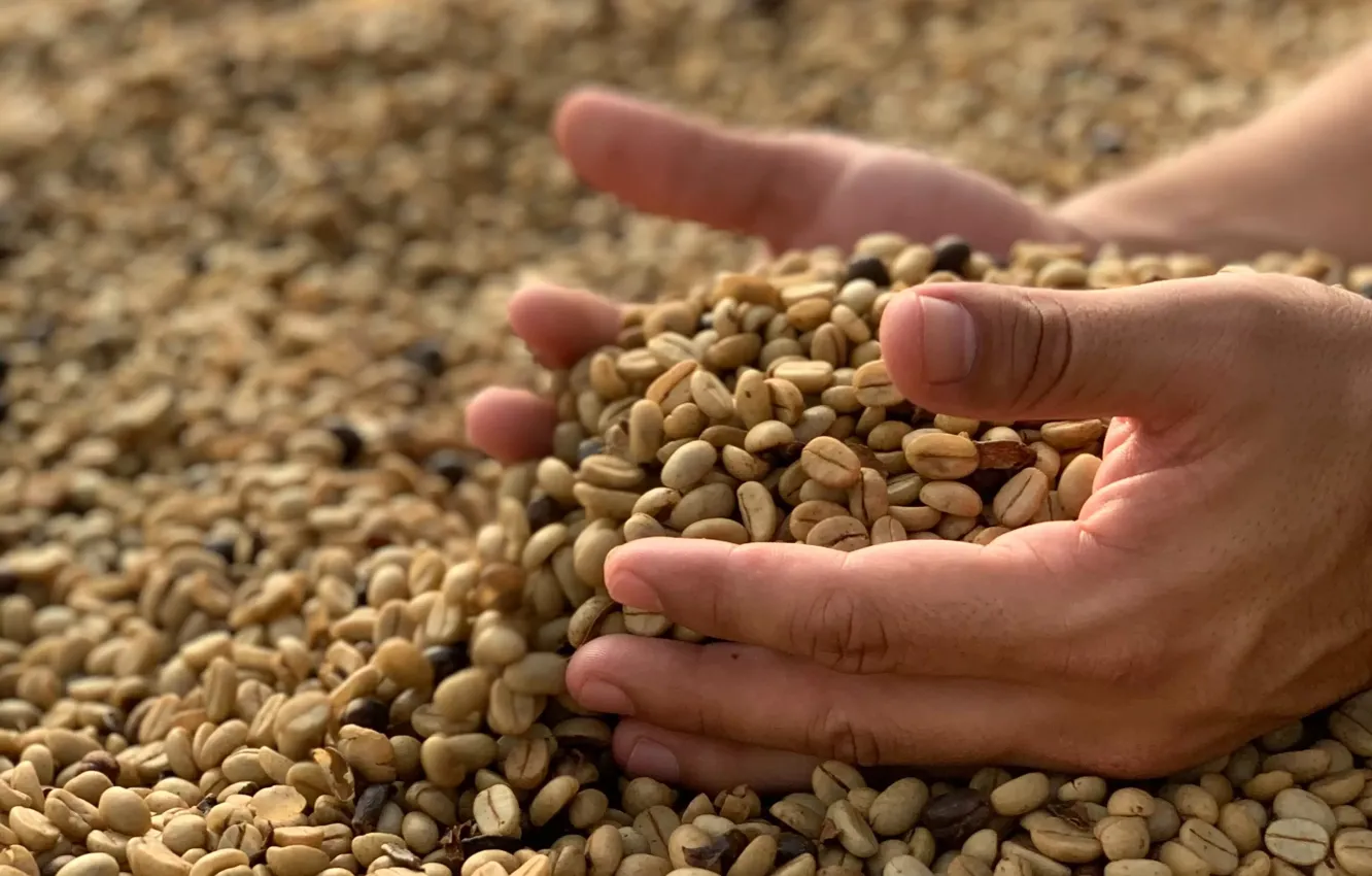 Photo wallpaper hands, agriculture, coffee bean, agriculture, caffeine, Caffeine, Coffee Bean