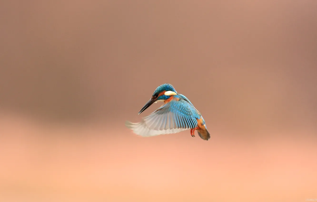 Photo wallpaper animals, bird, cute