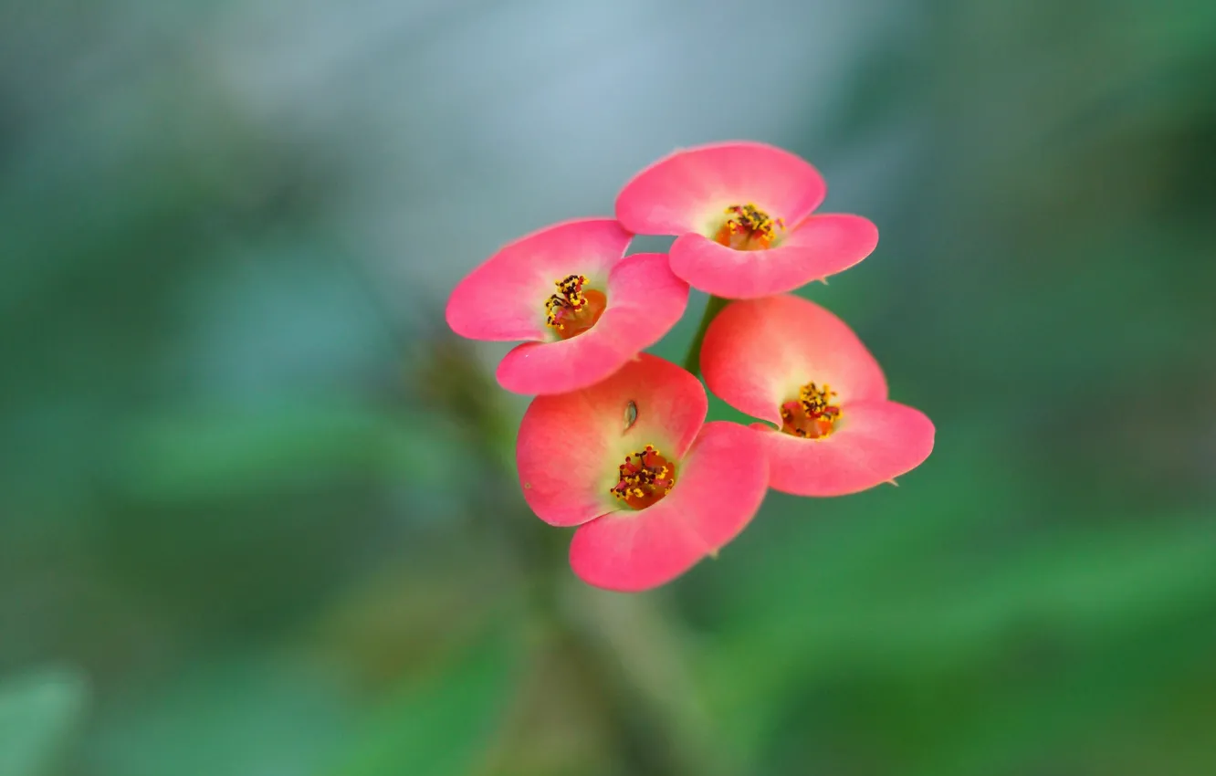 Photo wallpaper flowers, background, blur, pink, inflorescence