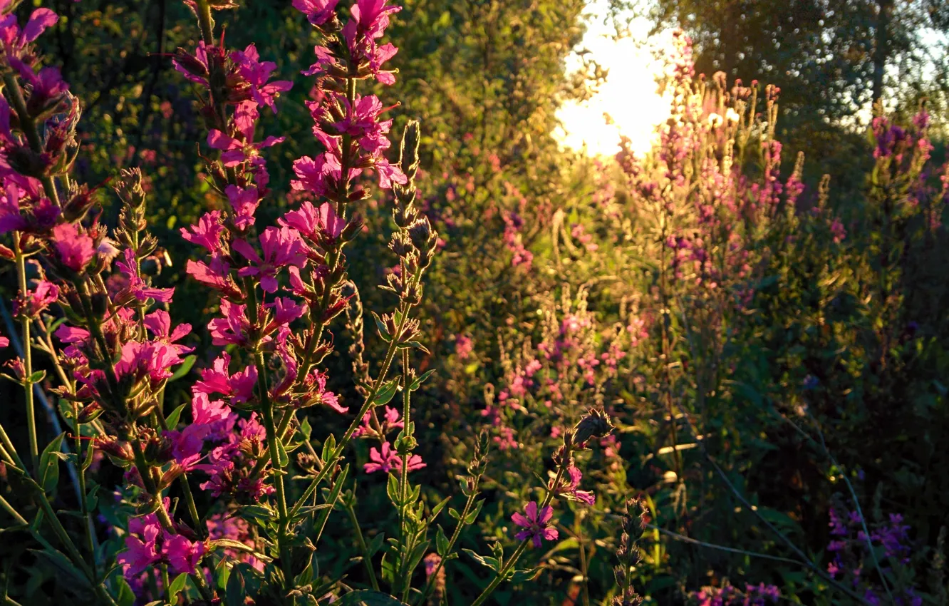 Photo wallpaper forest, the sun, sunset, flowers, nature