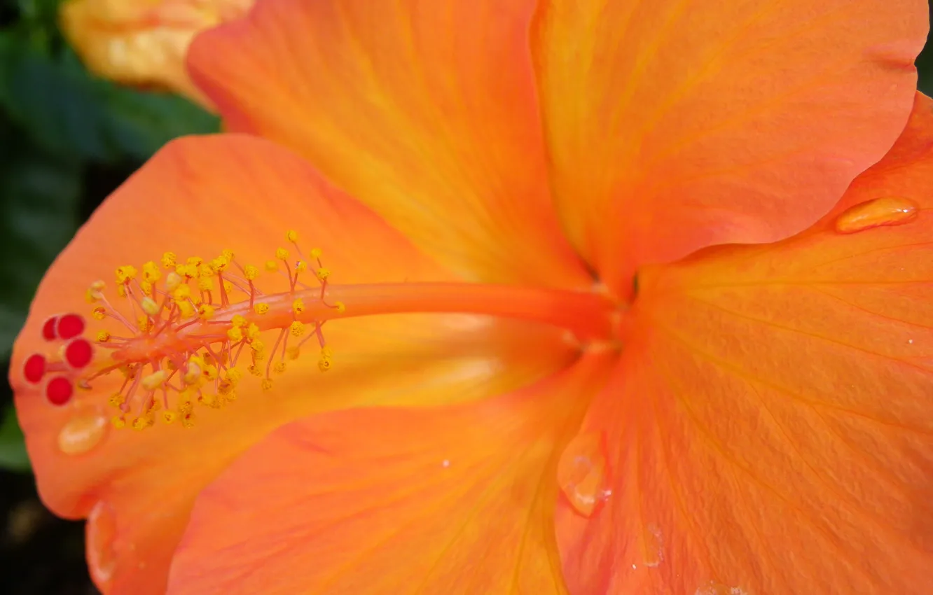 Photo wallpaper drops, macro, yellow, hibiscus