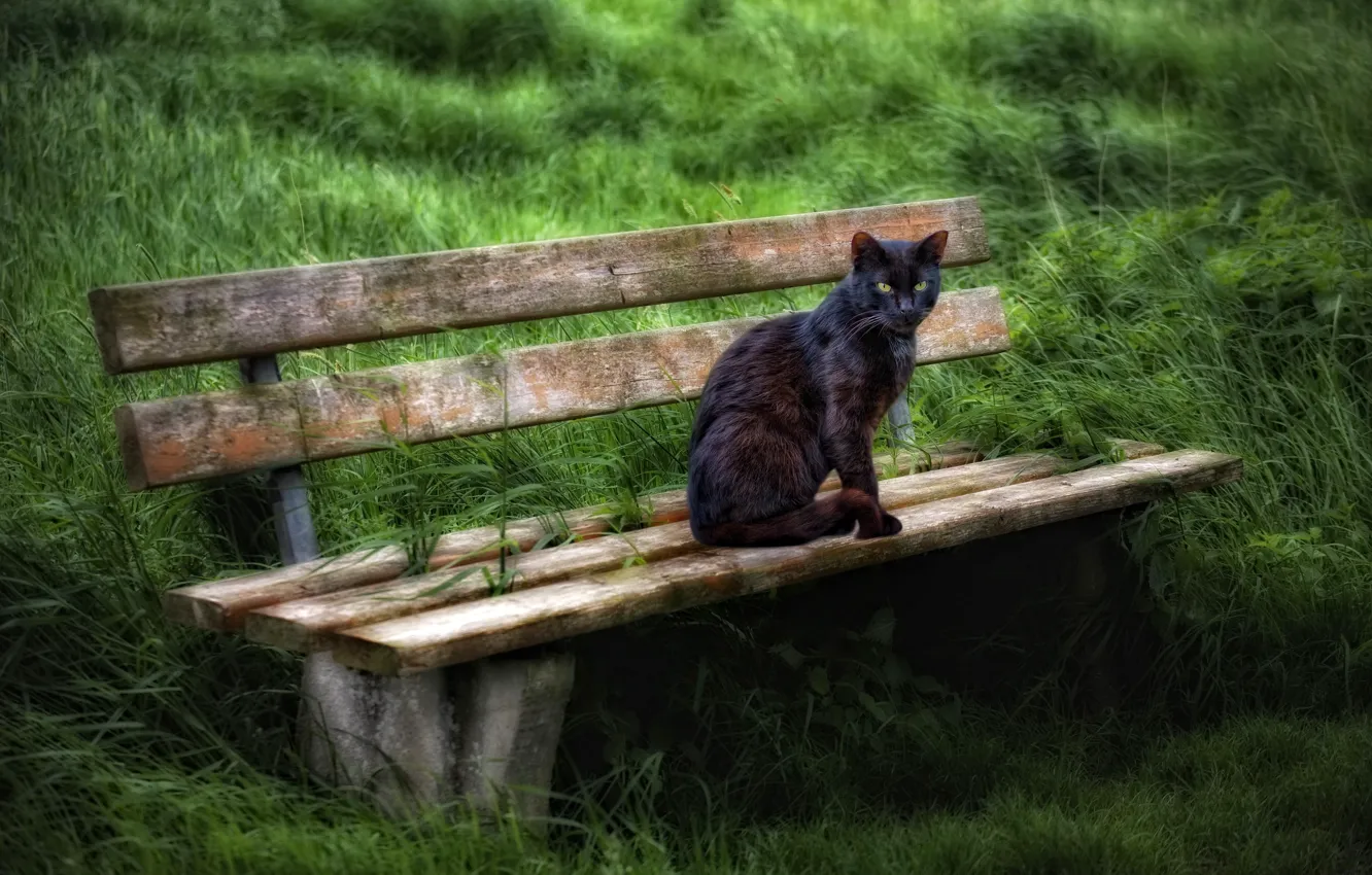 Photo wallpaper cat, summer, bench