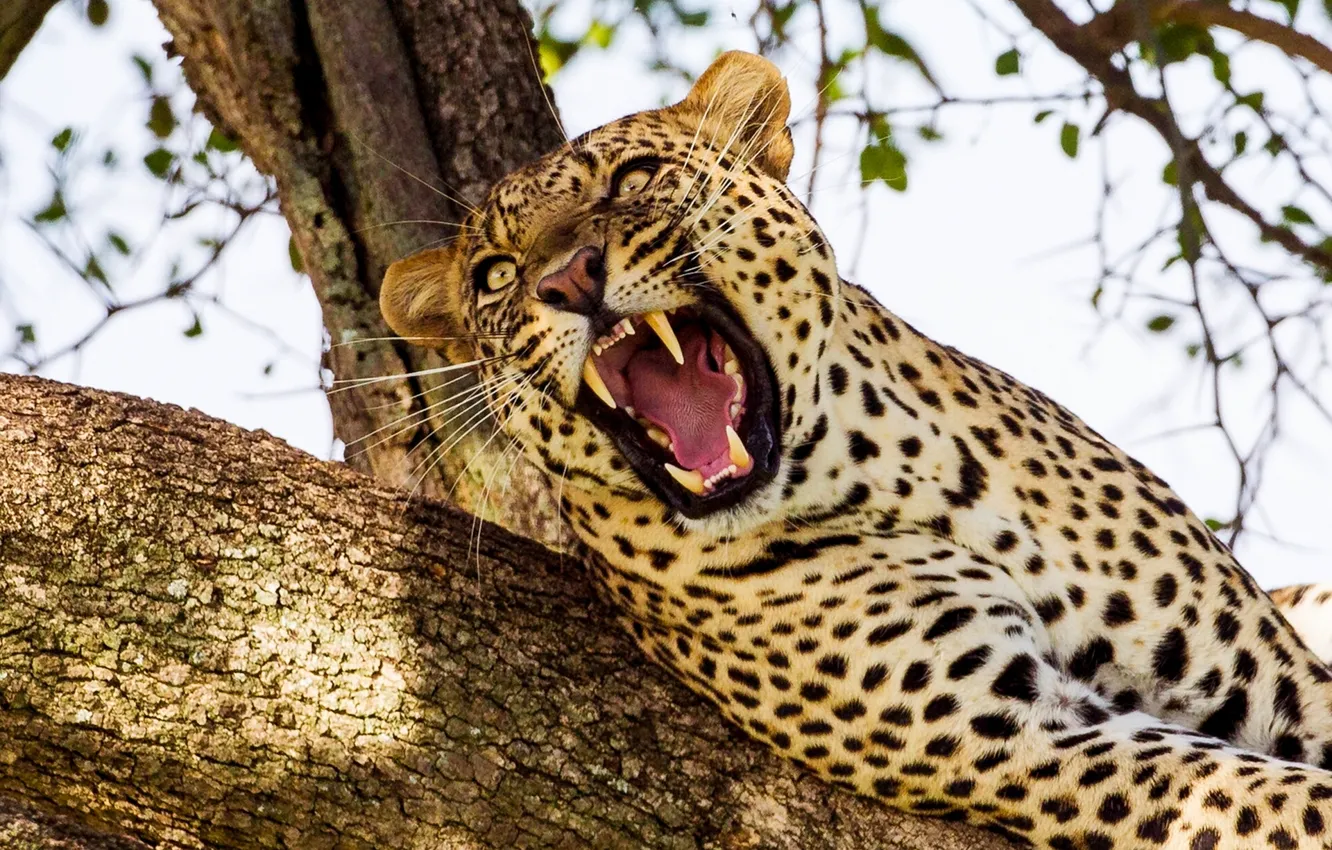 Photo wallpaper tree, predator, mouth, leopard, fangs, wild cat
