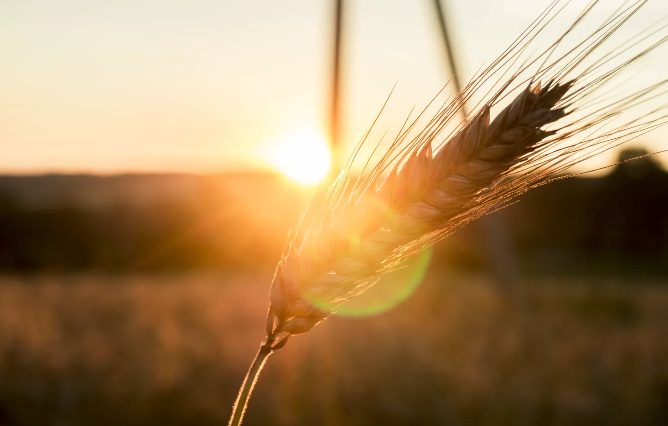 Photo wallpaper ears, sunset, the mood, the sun, summer