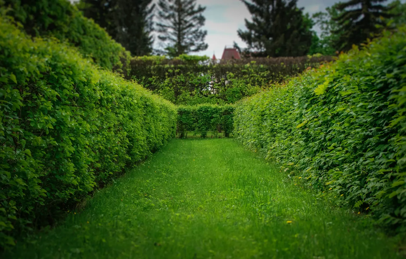 Photo wallpaper summer, grass, landscape, nature, green, Saint Petersburg, Peterhof, Labirint