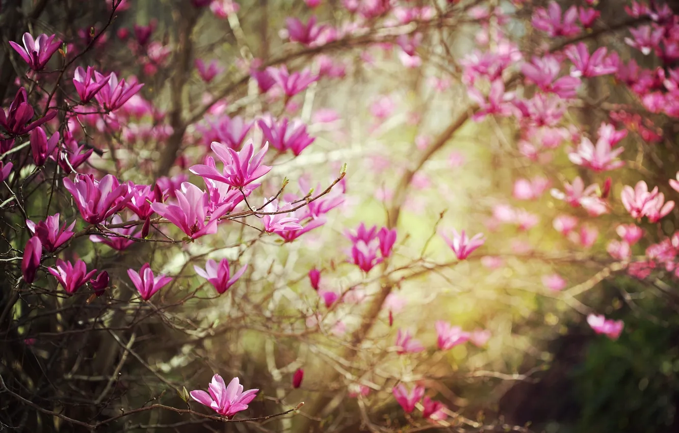 Photo wallpaper flowers, branches, nature, branch, spring, flowering, Magnolia