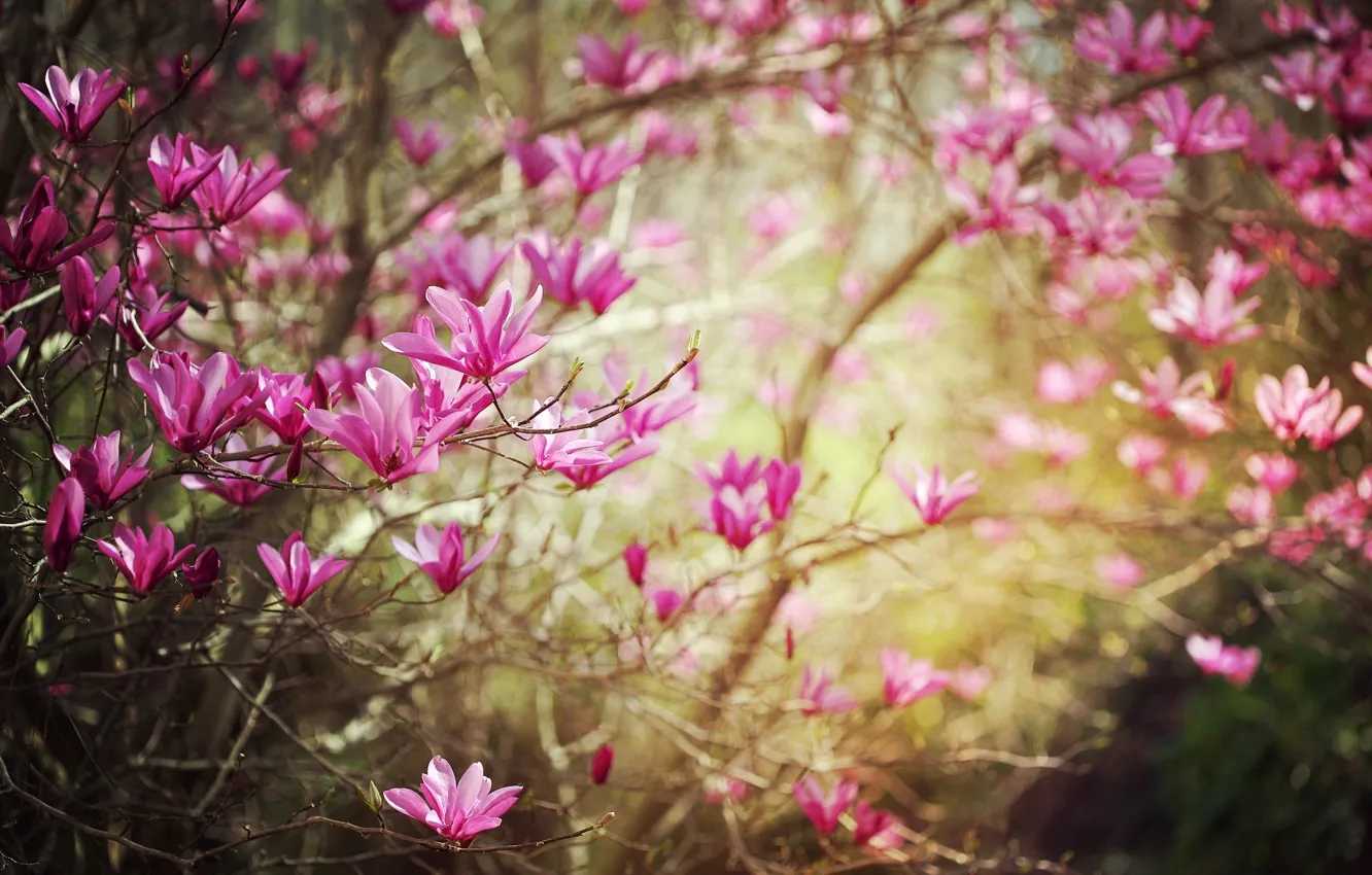 Photo wallpaper flower, flowers, branches, nature, branch, spring, flowering, Magnolia