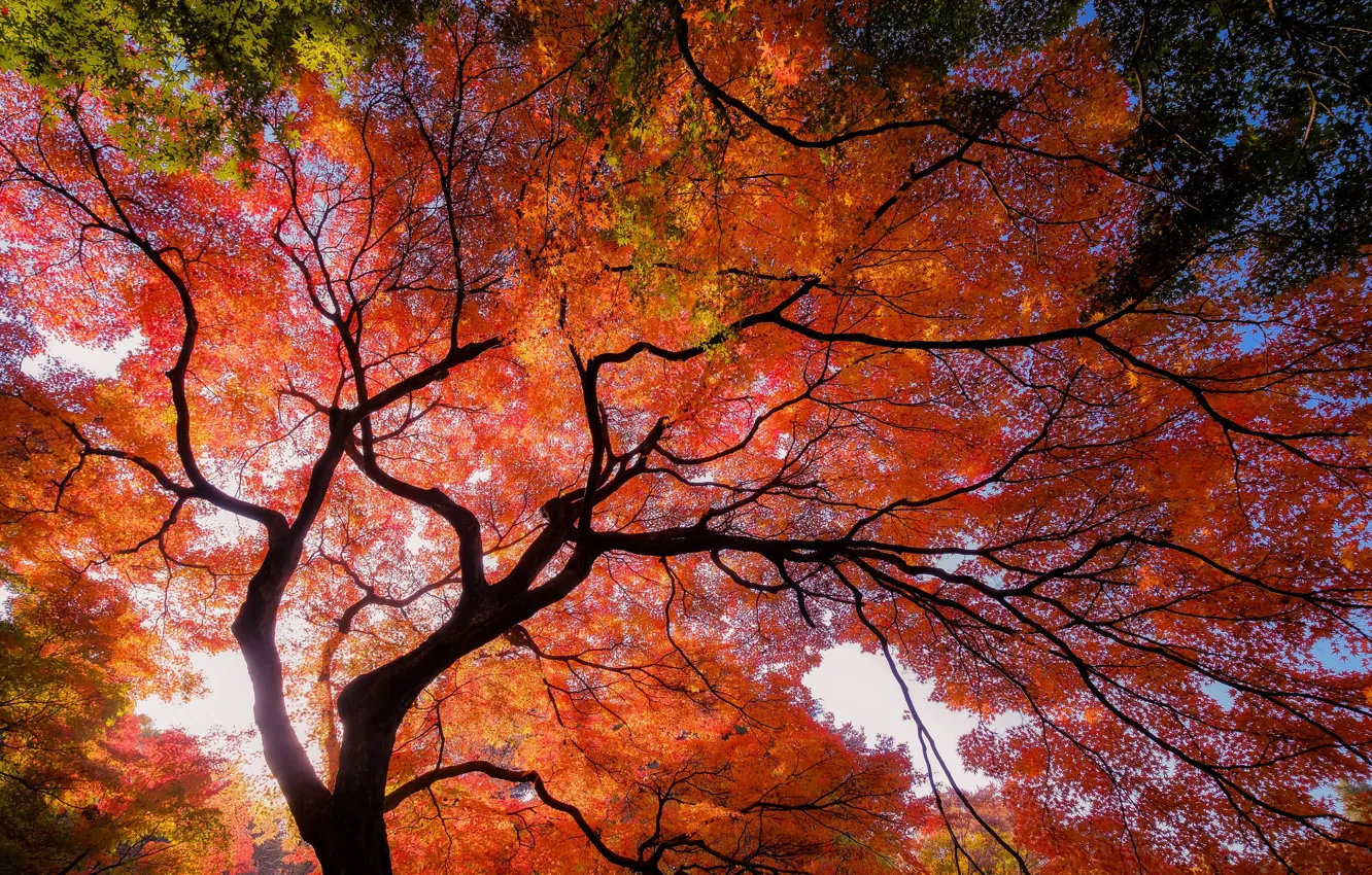 Photo wallpaper autumn, tree, rusty