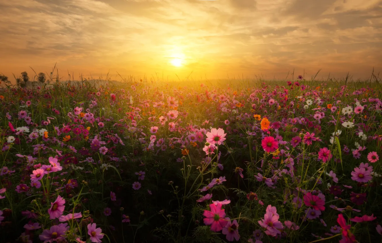 Photo wallpaper field, the sky, the sun, sunset, flowers, kosmeya