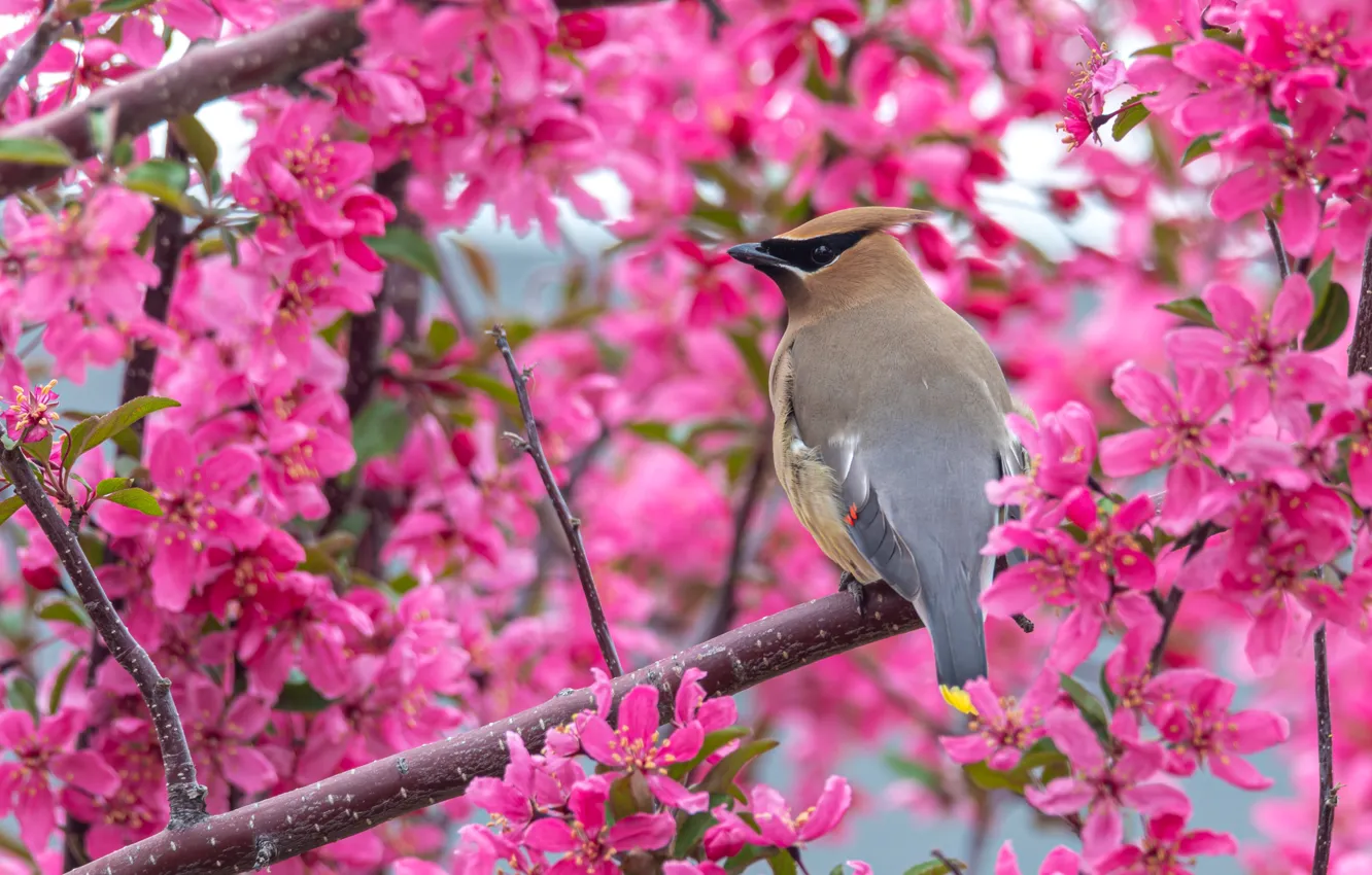 Photo wallpaper flowers, bird, the Waxwing