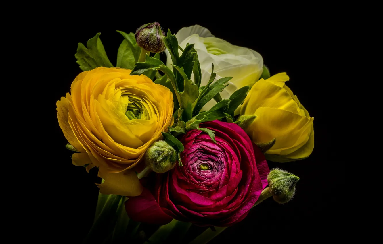 Photo wallpaper bouquet, buttercups, Ranunculus