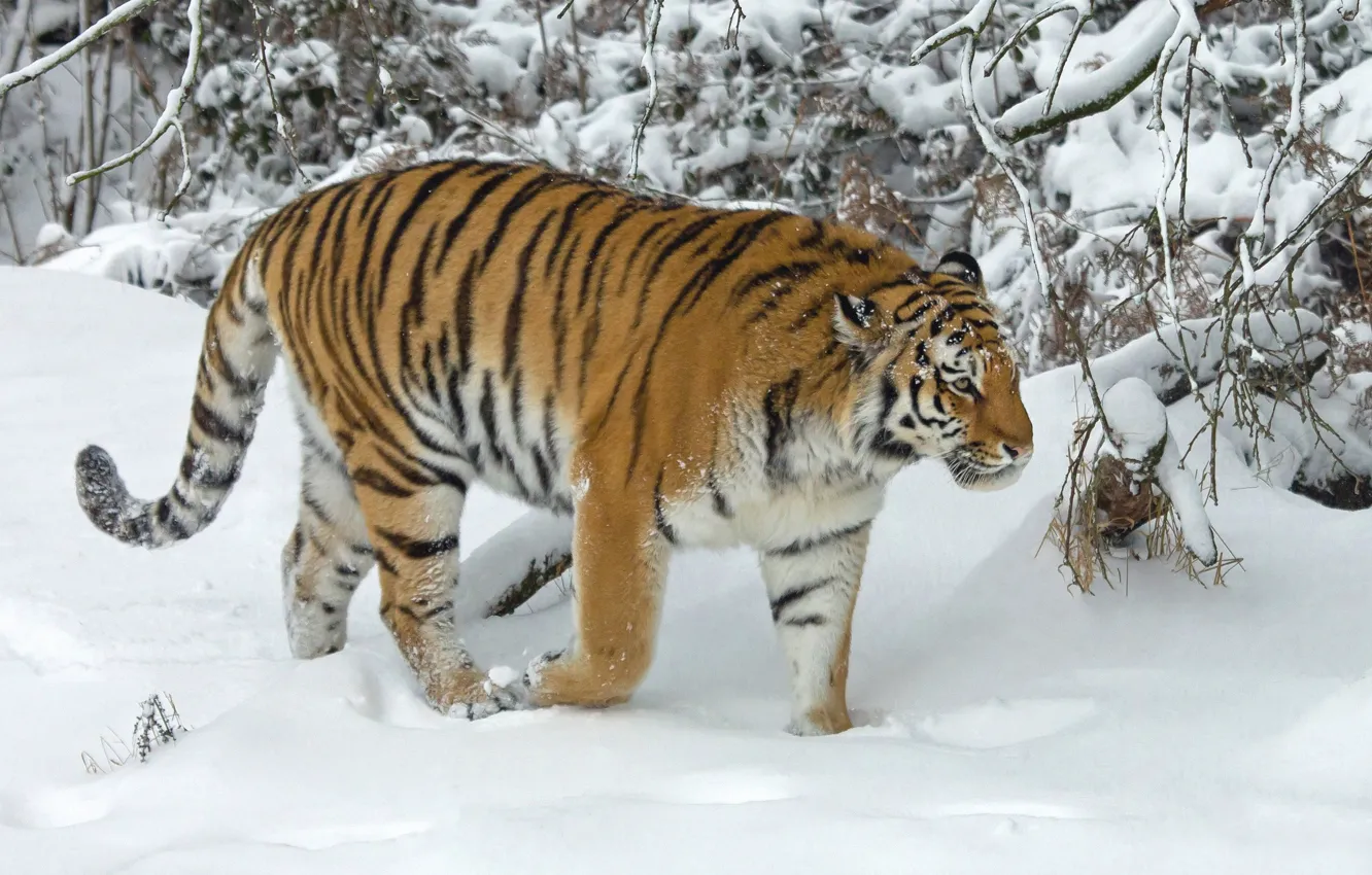 Photo wallpaper winter, snow, trees, tiger, wild cat
