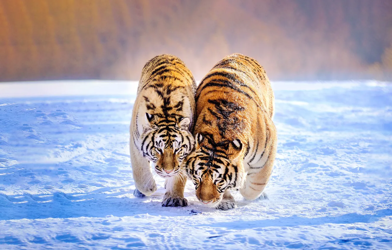 Photo wallpaper winter, field, snow, tiger, pose, each, together, shadow