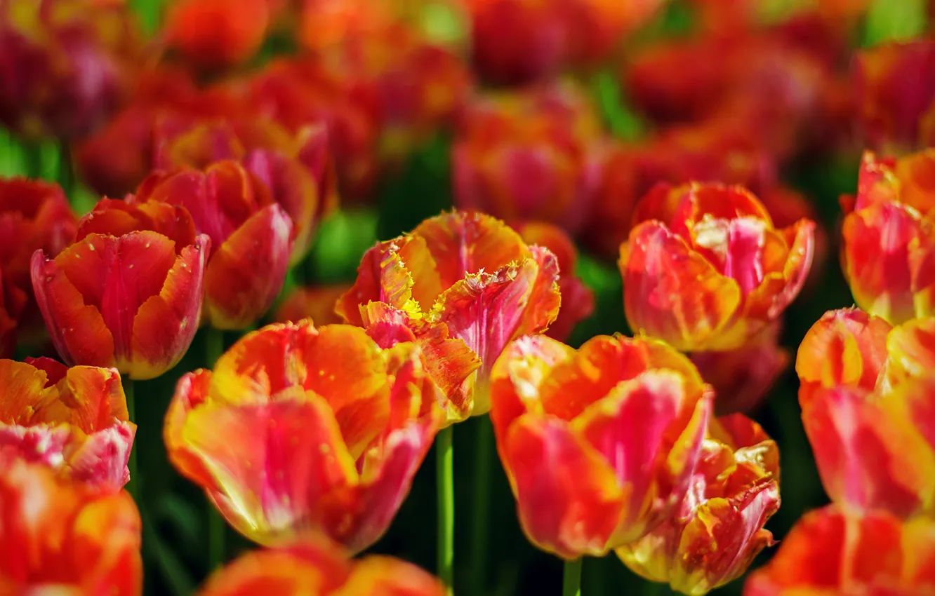 Photo wallpaper light, flowers, bright, spring, tulips, orange, flowerbed, bokeh